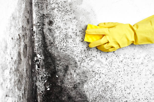 Best Mold Removal Company Near Me  in Seth Ward, TX