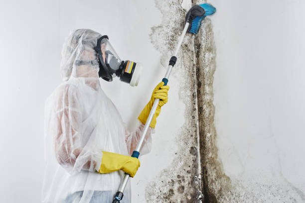 Best Mold Testing  in Seth Ward, TX