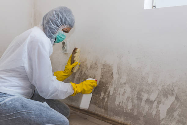 Mold Removal and Inspection in Seth Ward, TX