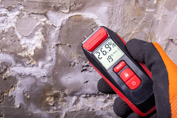 Best Professional Mold Removal  in Seth Ward, TX