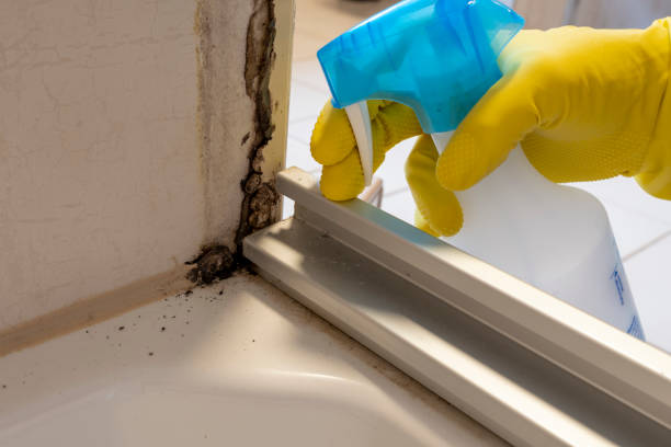 Best Mold Remediation  in Seth Ward, TX