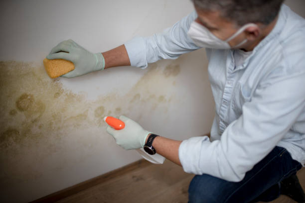  Seth Ward, TX Mold Removal Pros