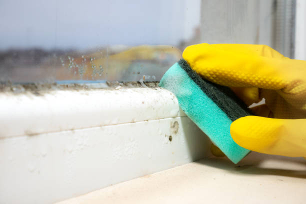 Best Mold Remediation  in Seth Ward, TX