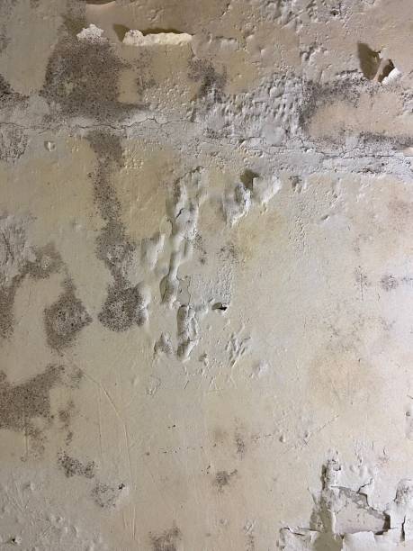 Best Mold Removal Company Near Me  in Seth Ward, TX