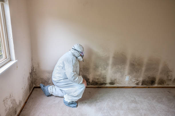 Best Mold Removal Specialists  in Seth Ward, TX
