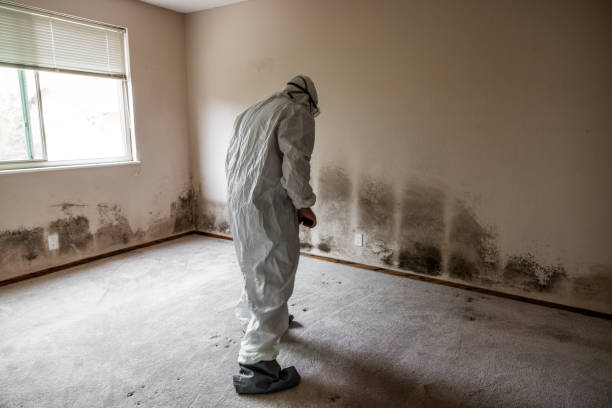 Best Best Mold Removal Companies  in Seth Ward, TX