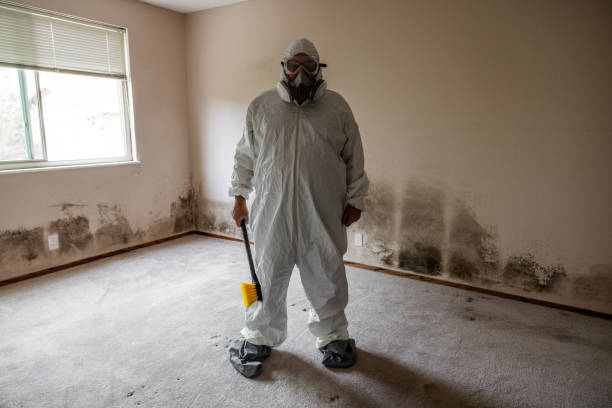 Best Toxic Mold Removal  in Seth Ward, TX