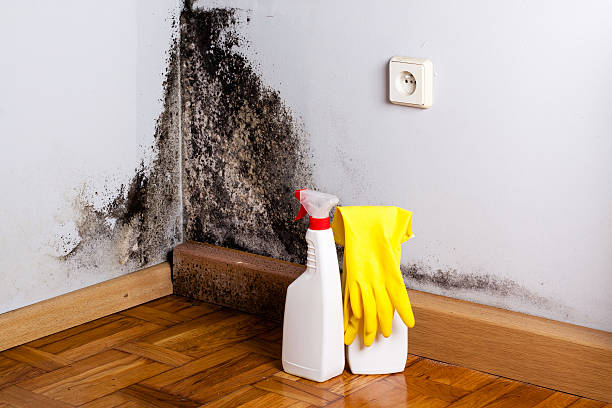 Certified Mold Removal in Seth Ward, TX