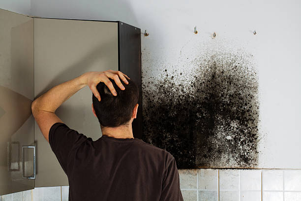 Best Emergency Mold Removal  in Seth Ward, TX