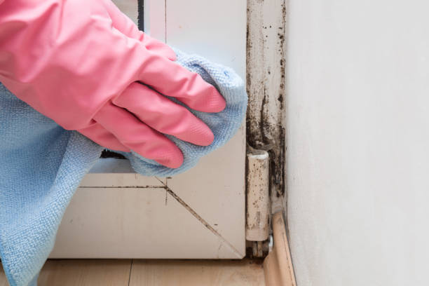 Best Office Mold Removal Services  in Seth Ward, TX