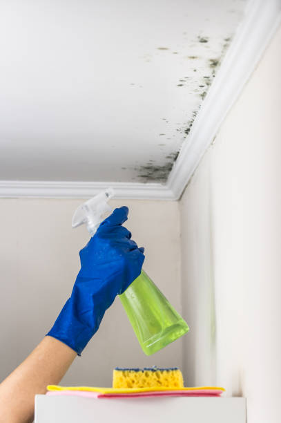 Attic Mold Removal in Seth Ward, TX